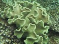 0423-0839 Reef (2302)